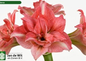 hippeastrum Balance (2)